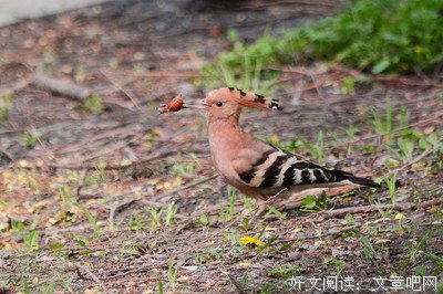 有关牛八名言