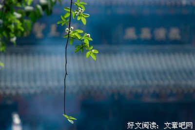 最经典的《禅是一枝花》经典的句子