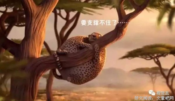《如果动物界都是胖子》的观后感大全