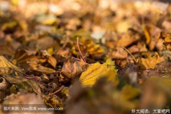 最全的《秋天的怀念》佳句摘抄