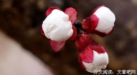 《穿越遇见雪》好段摘抄