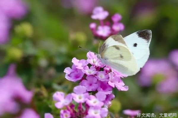 春风秋水皆过客，盛夏生香染流云