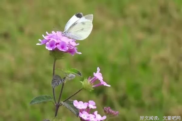 春风秋水皆过客，盛夏生香染流云