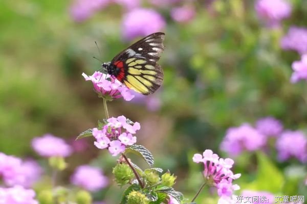 春风秋水皆过客，盛夏生香染流云