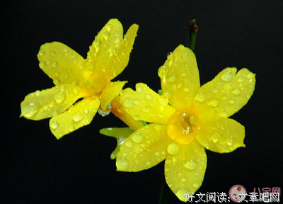 花开了，花何时谢优美的句子