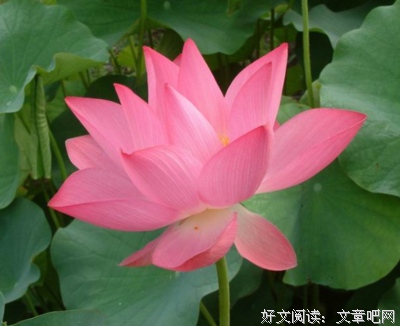 小韩莲花的句子