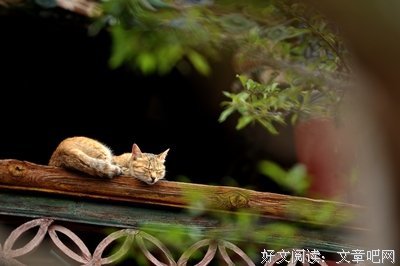 情深不了优美的句子