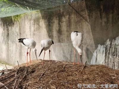 关于石洲洲名言