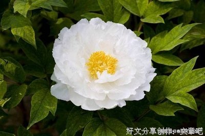 殇经典的句子