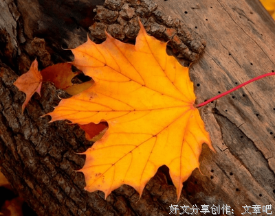 。的优美句子