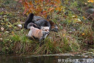 发怒的琥珀
