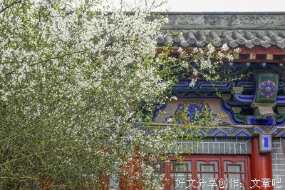 枳花松香经典的句子