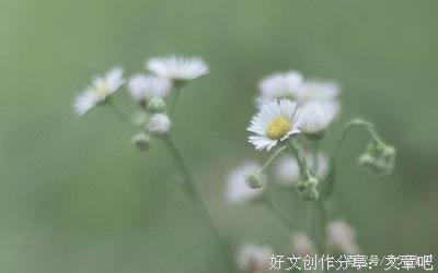 花知落句子
