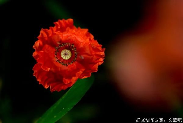  放下执念，从此云淡风轻