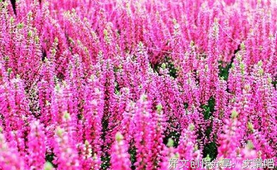 心思情事的句子