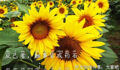 有关菜根谭的句子