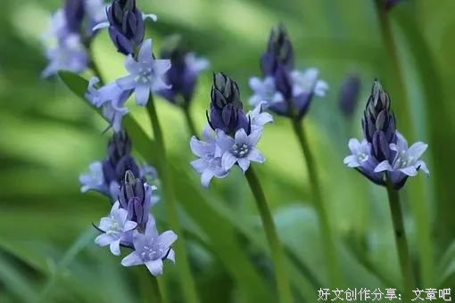 假如有来生（美到心醉！）