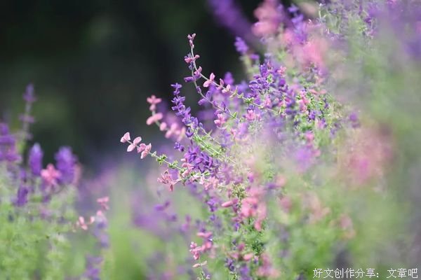 坦然的心，最美