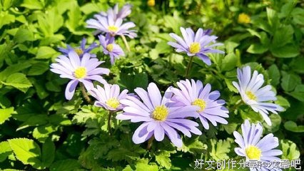 《心所向往》的句子