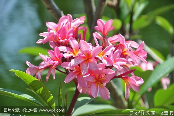 玫瑰的优美句子