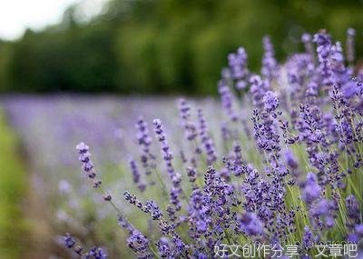 从一而终的语句摘抄_关于从一而终的语句
