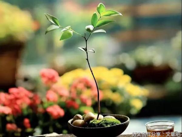 百字杂文