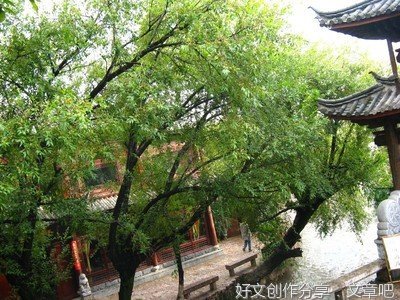 生命尽头的最后一眼依恋