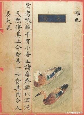 《企鹅、凤梨与穿山甲》的读后感大全
