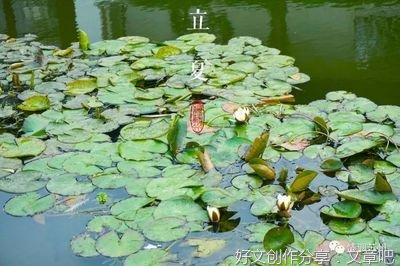 香得痛快的夜来香