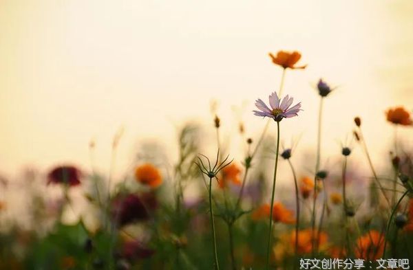 愿你走过千山万水，遇见爱与美