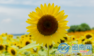 关于风和日丽的语句