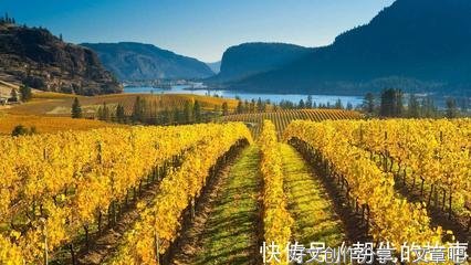 亲爱的优美的句子