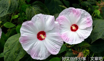 关于说给自己听的优美句子