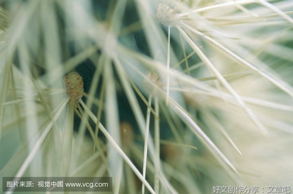 最经典的《银色仙人掌》语录摘抄大全