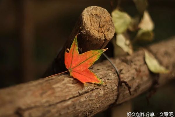 一叶知秋，岁月如酒