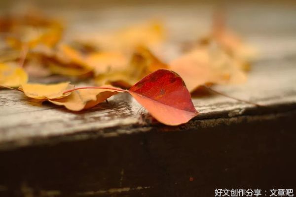 一叶知秋，岁月如酒