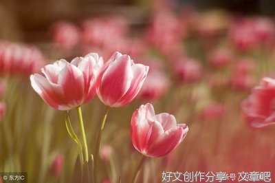 关于柳暗花明的语句