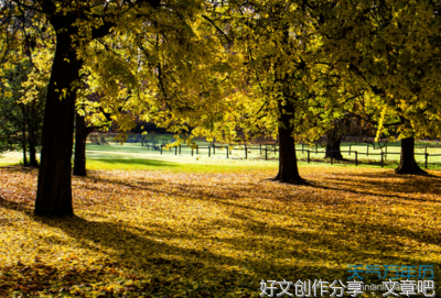 关于我没有猫，也没有你的优美句子