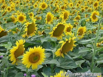 道理经典的句子