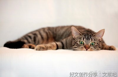 《海明威》的句子