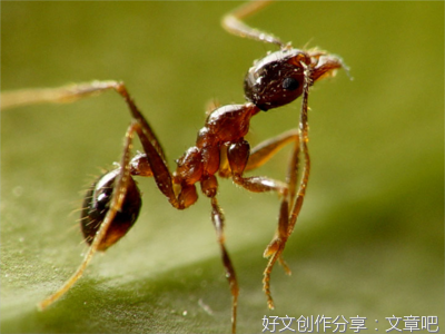 最全的《风中的院门》名句欣赏大全
