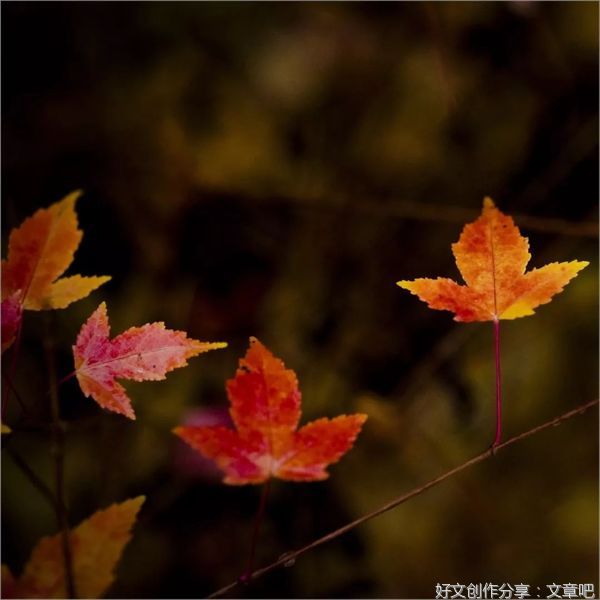秋，我对你情有独钟