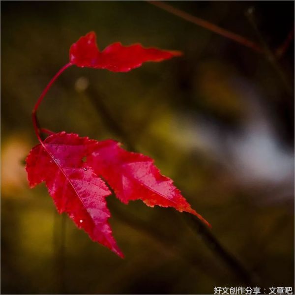 秋，我对你情有独钟