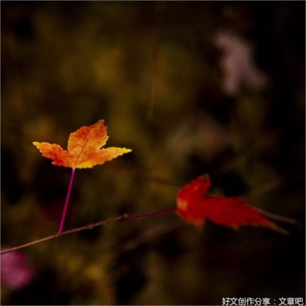 秋，我对你情有独钟