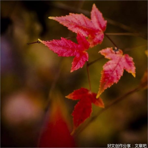 秋，我对你情有独钟