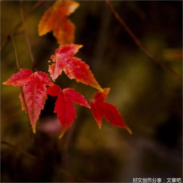秋，我对你情有独钟