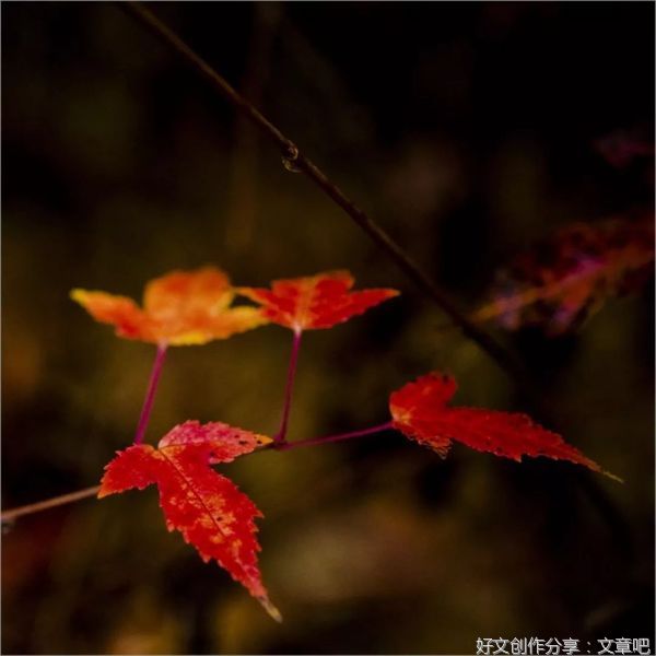 秋，我对你情有独钟