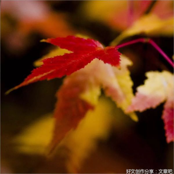 秋，我对你情有独钟