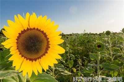 关于生活的优美句子