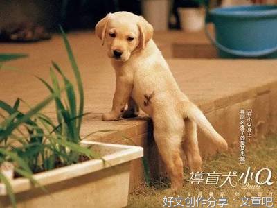 有关我的小Q名言